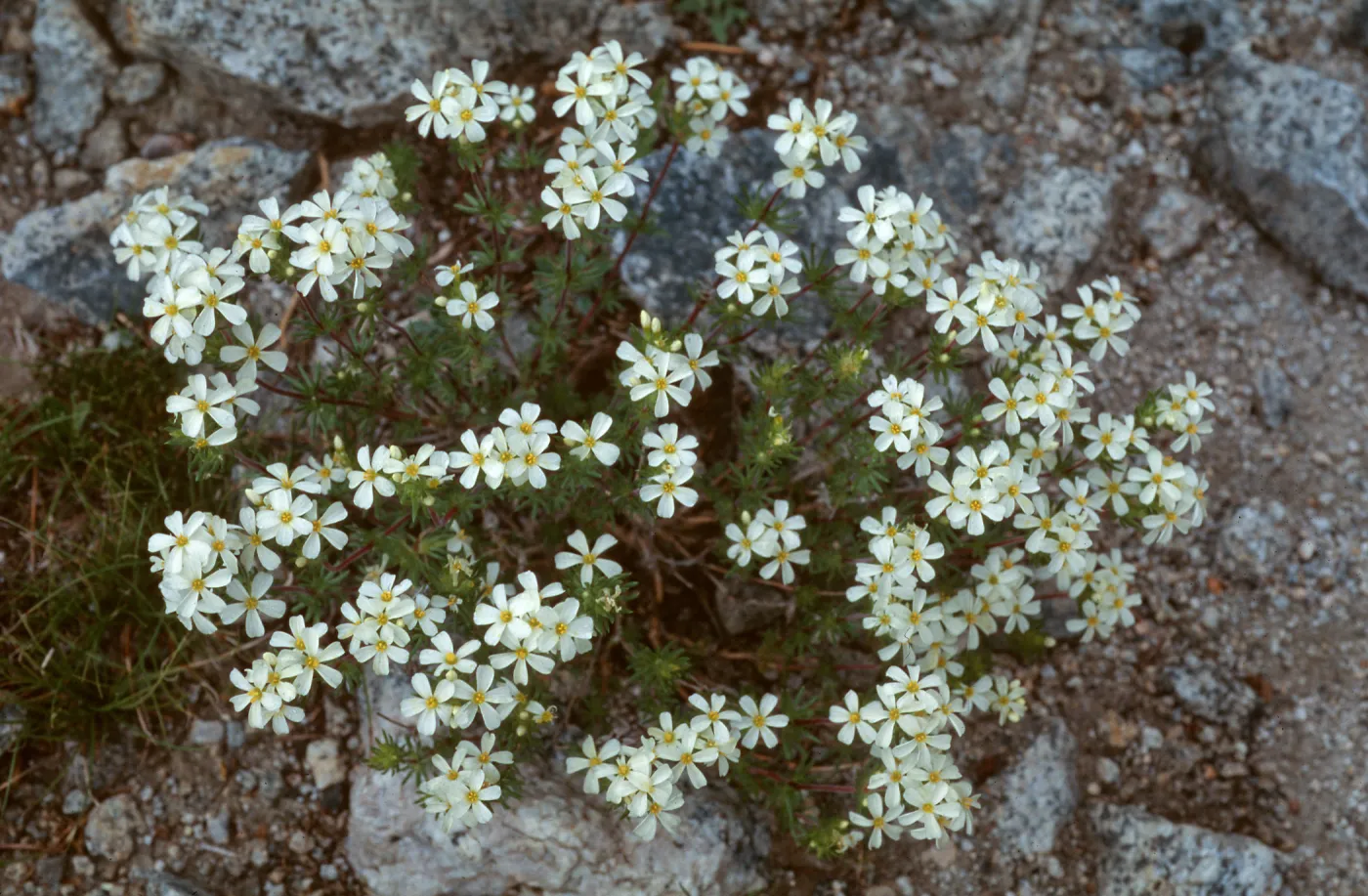 Linanthus pachyphyllus, Rock Creek Basin, Mono Lake