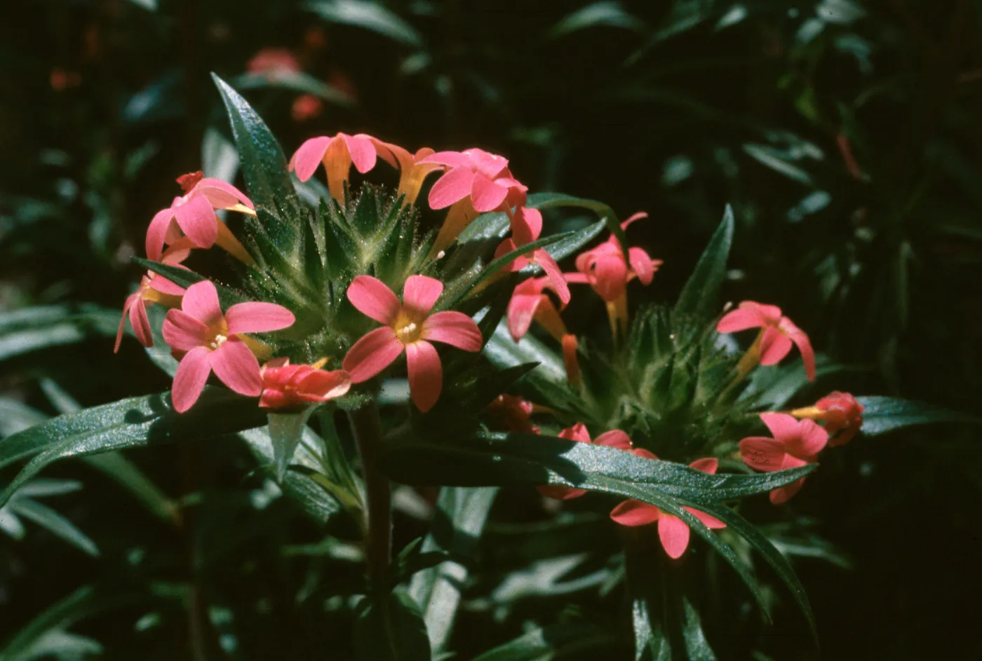 Collomia biflora, UC Botanic Garden