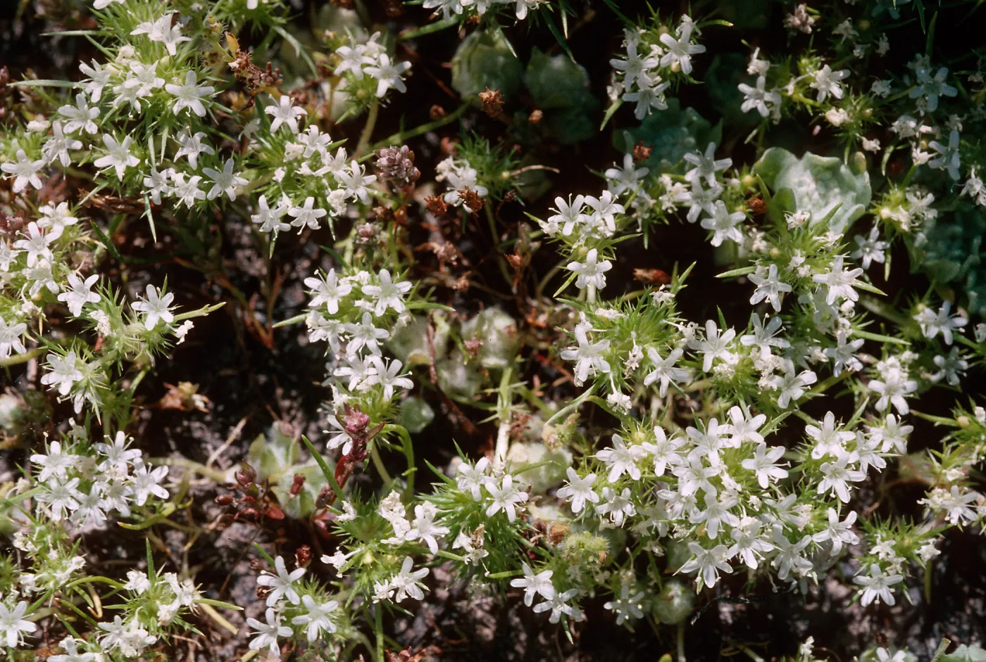 Navarretia leucocephala, Sierra Valley, near Calpine