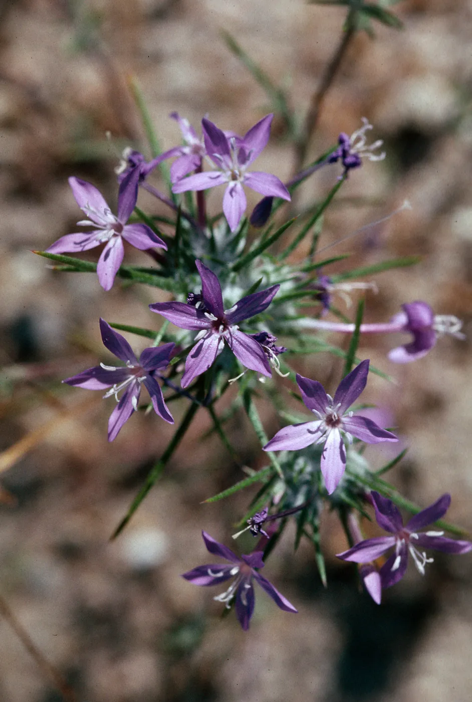 Eriastrum pluriflorum, La Panza Range