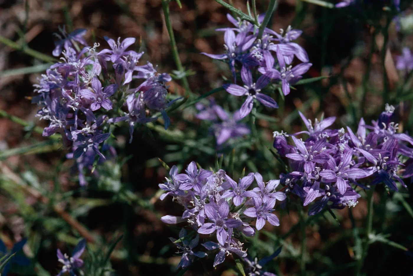 Eriastrum pluriflorum, La Panza Range