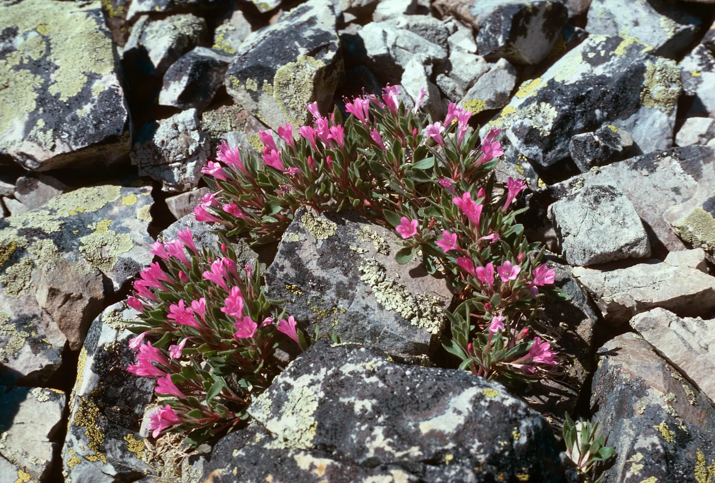 Collomia debilis var. ?, East of Afton, WY