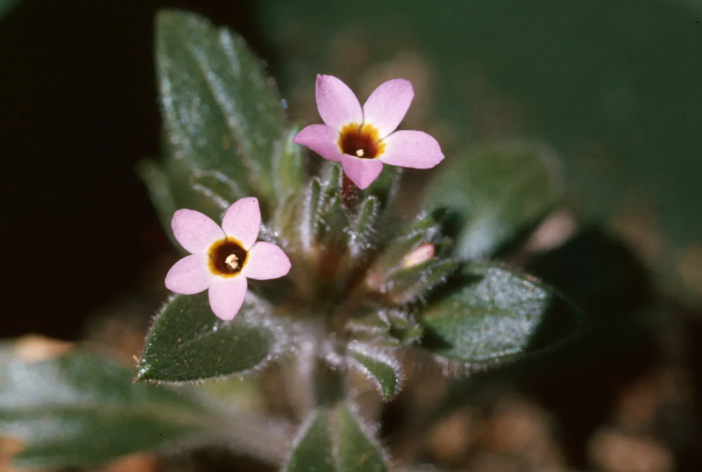 Collomia diversifolia