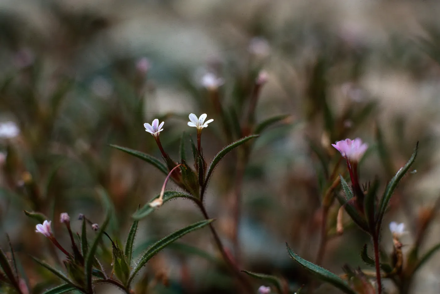 Collomia tinctoria, Reyes Peak