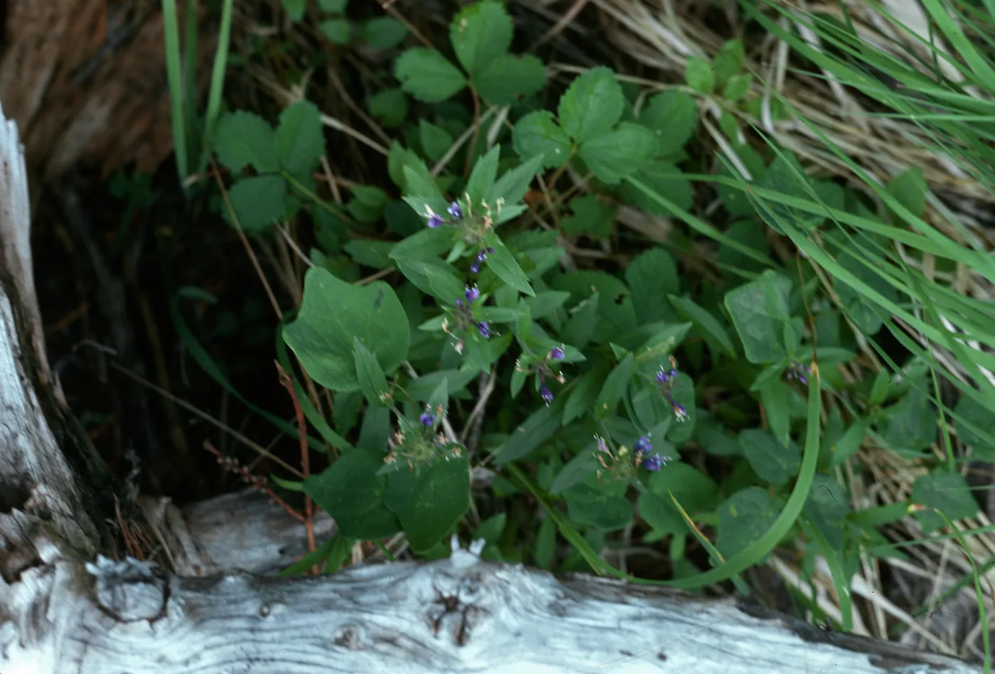 Collomia mazana, Union County, Oregon