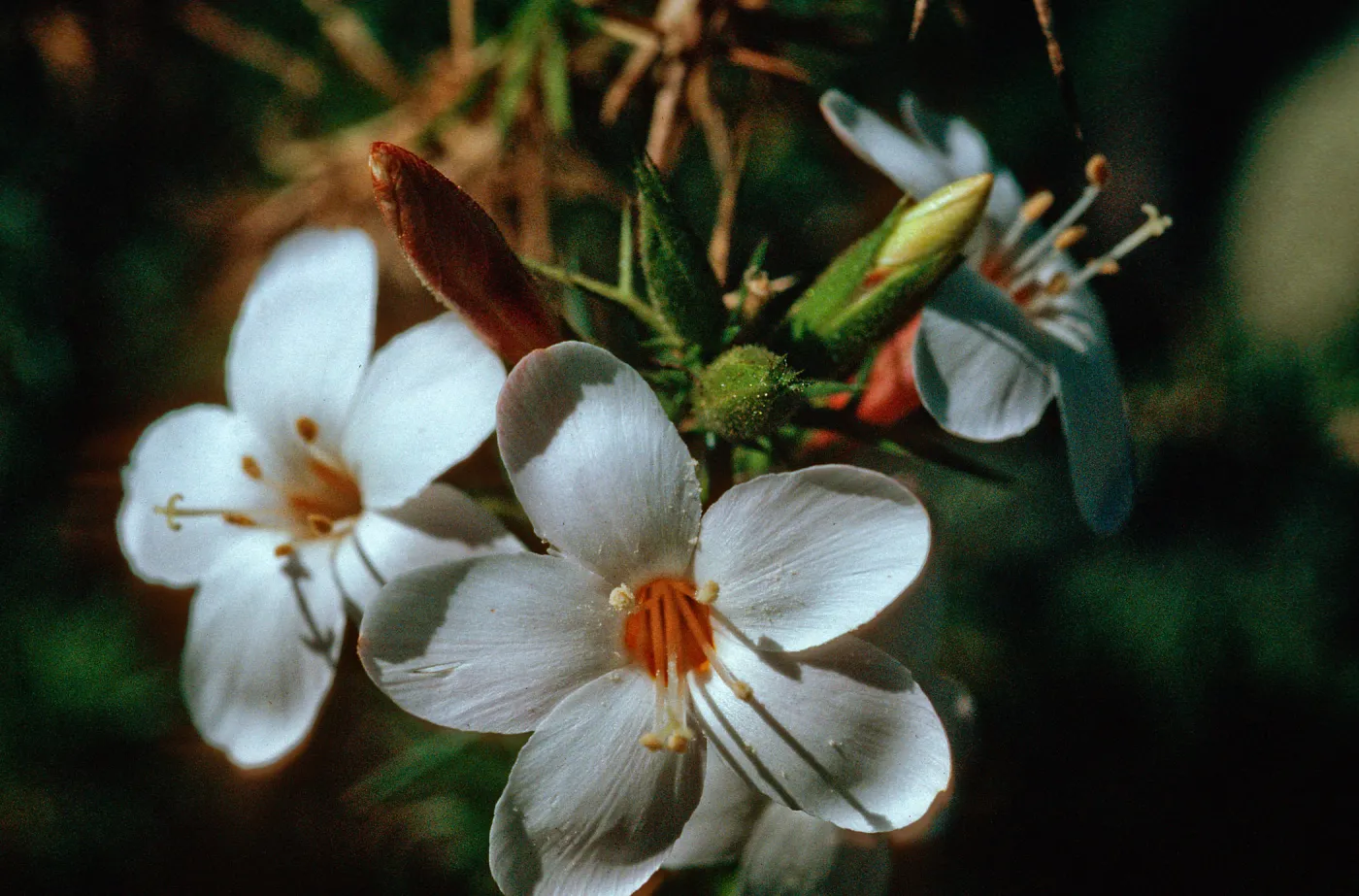 Acanthagilia gloriosa, UC Botanic Garden, Berkeley