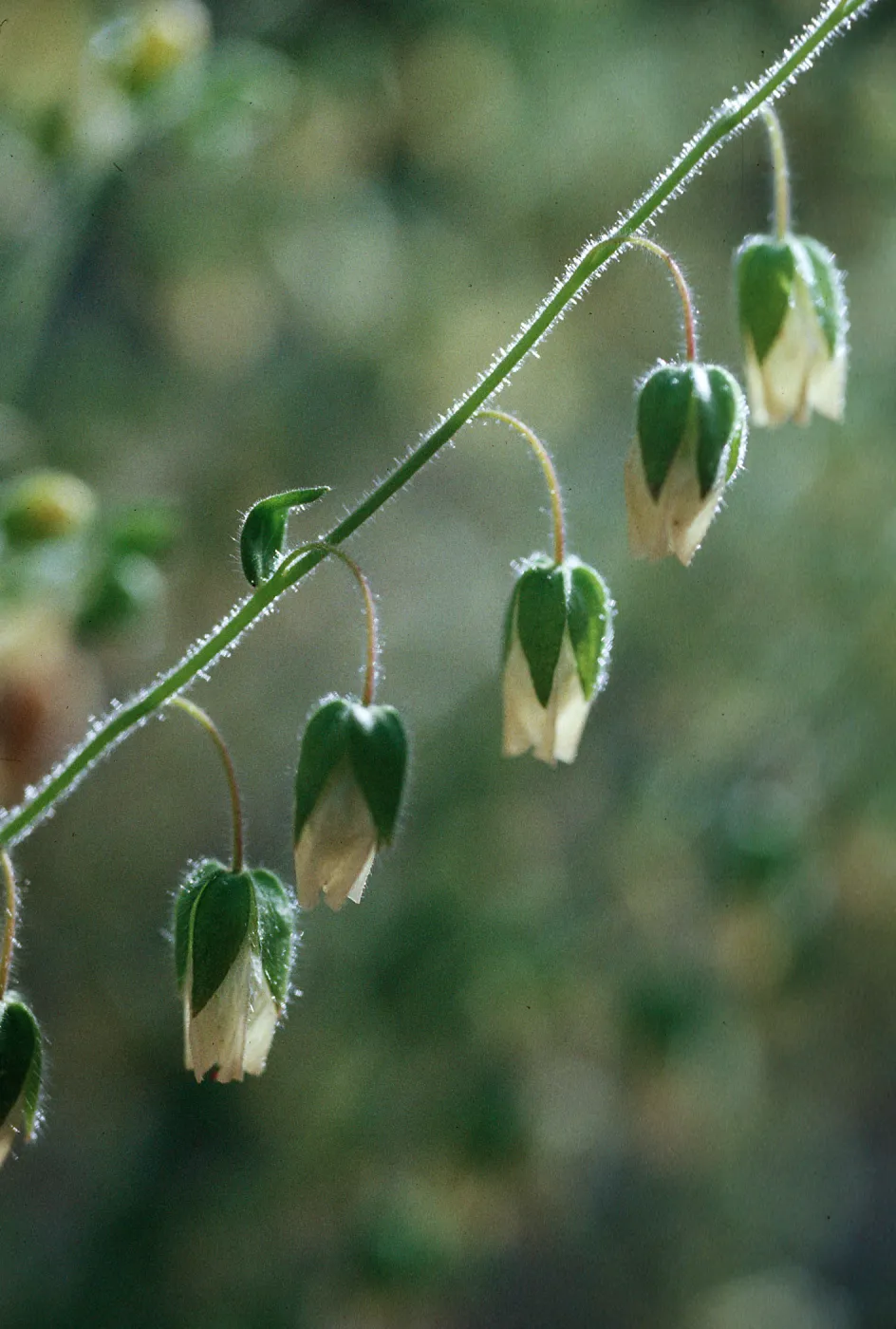 Emmenanthe pendulifera