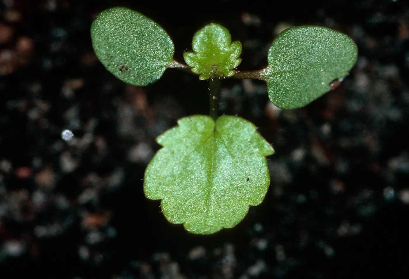 Malacothamnus fasciculatus nesioticus seedlings