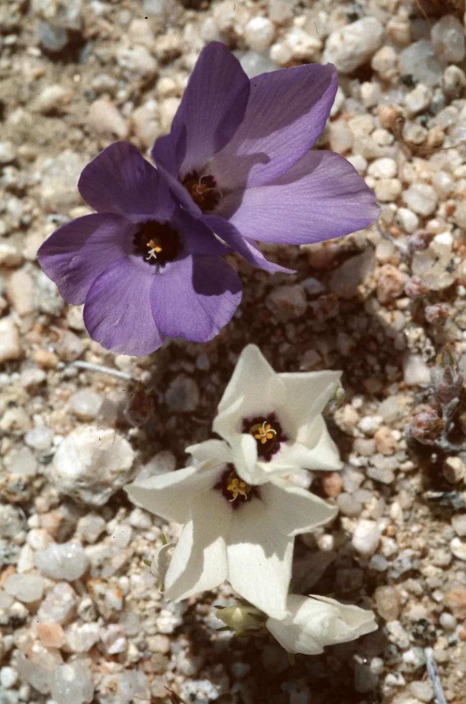 Linanthus parryae, Short Canyon