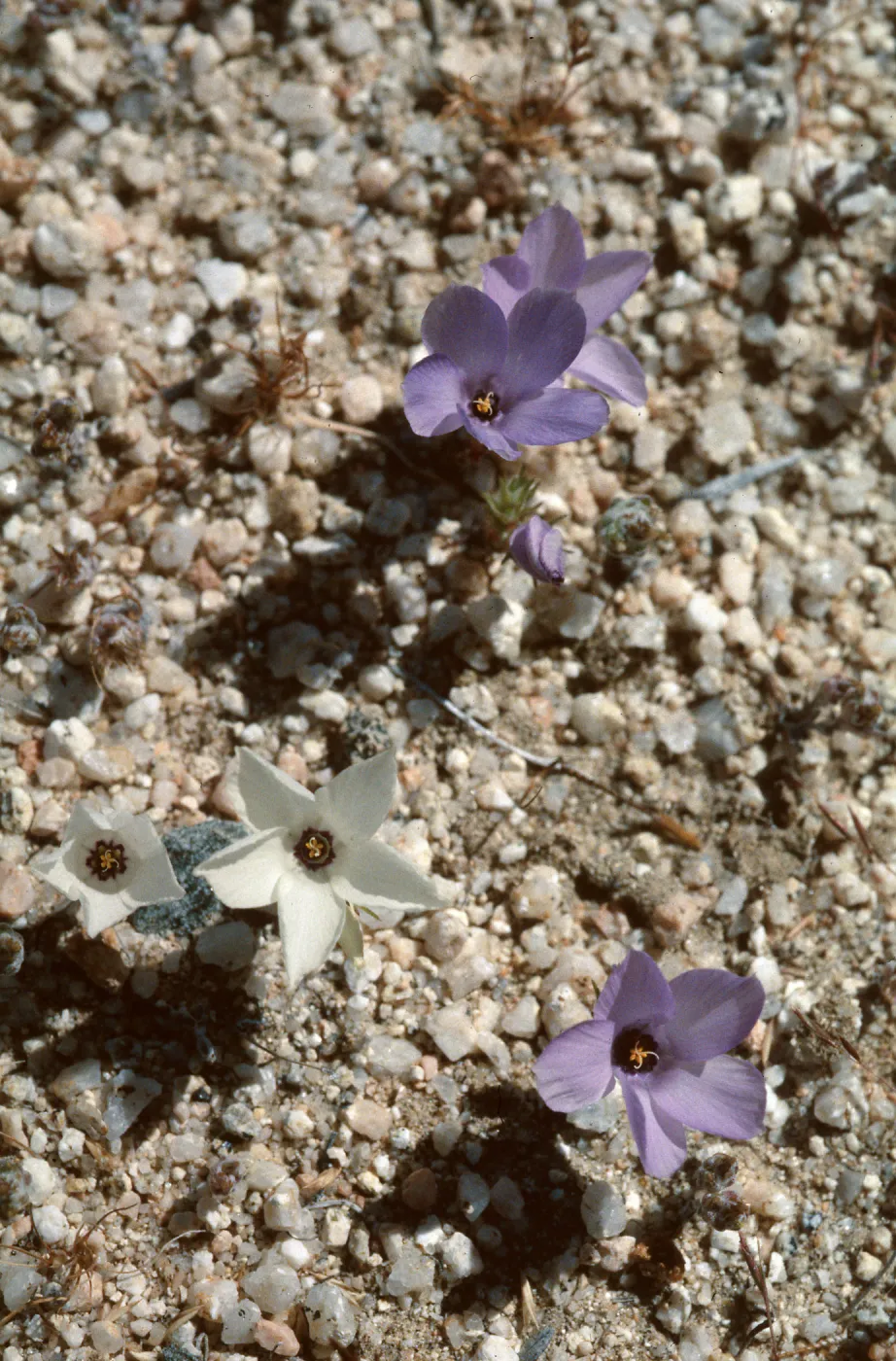 Linanthus parryae, Short Canyon