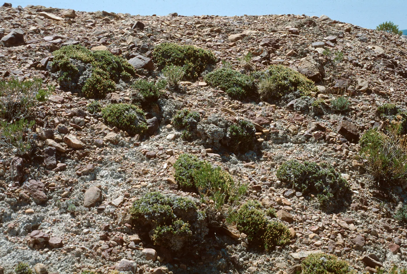 Leptodactylon caespitosum, Weld County, Colorado