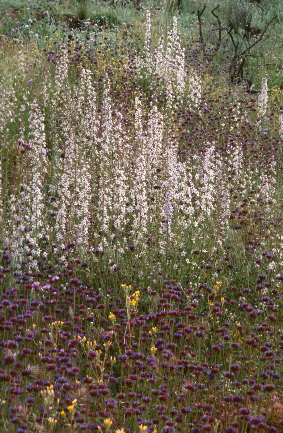 Delphinium and Salvia (sage), Derrydale Creek