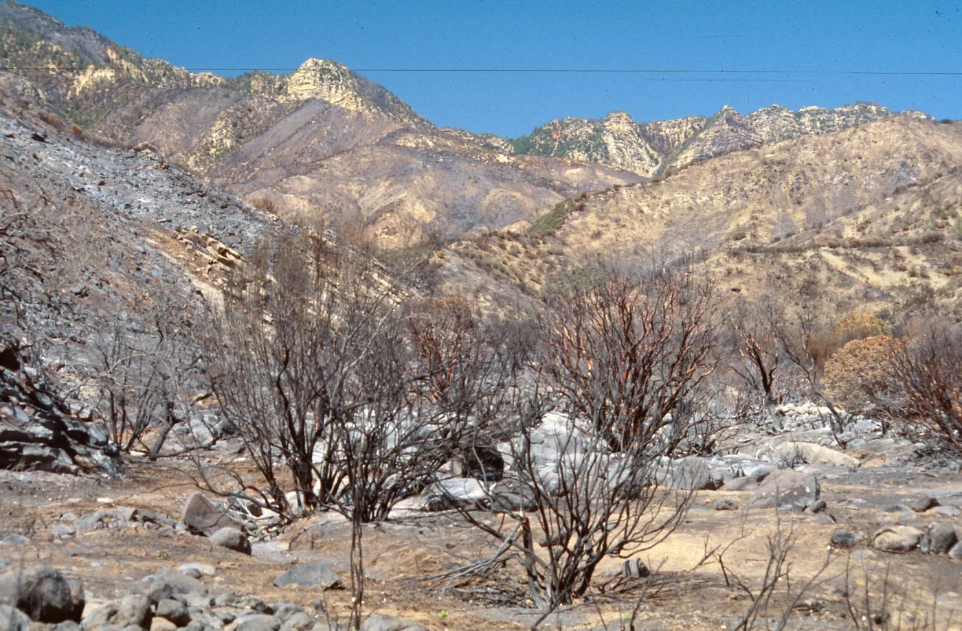 Wolf fire, post fire, Derrydale Creek