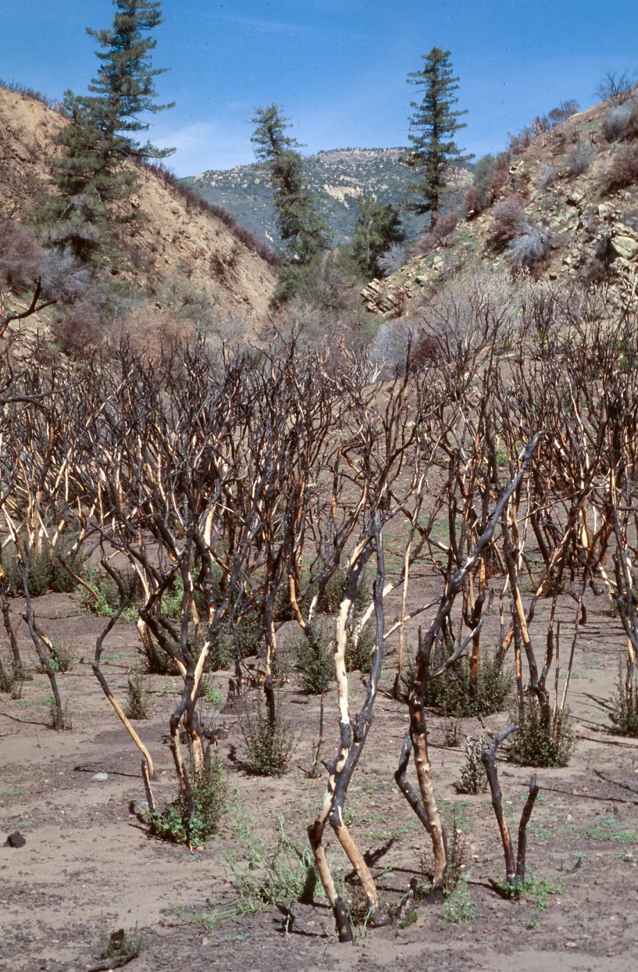 Wolf fire recovery, Derrydale Creek
