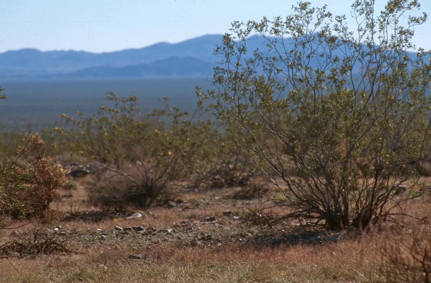 Creosote Shrubland, Pinto Basin, Joshua Tree NP