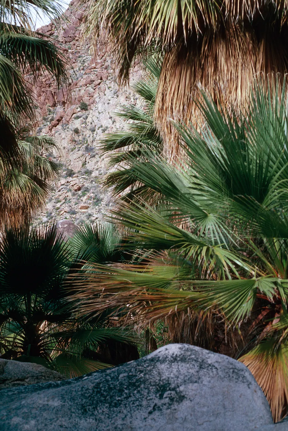 Washingtonia, 49 Palms Oasis, Joshua Tree NM