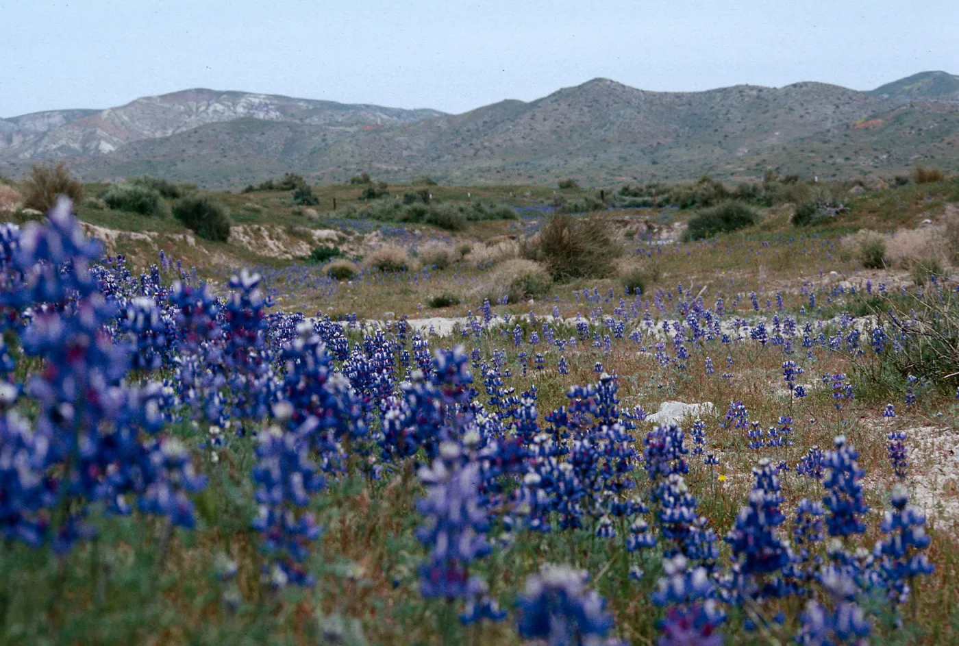 Lupinus, Temblor Range