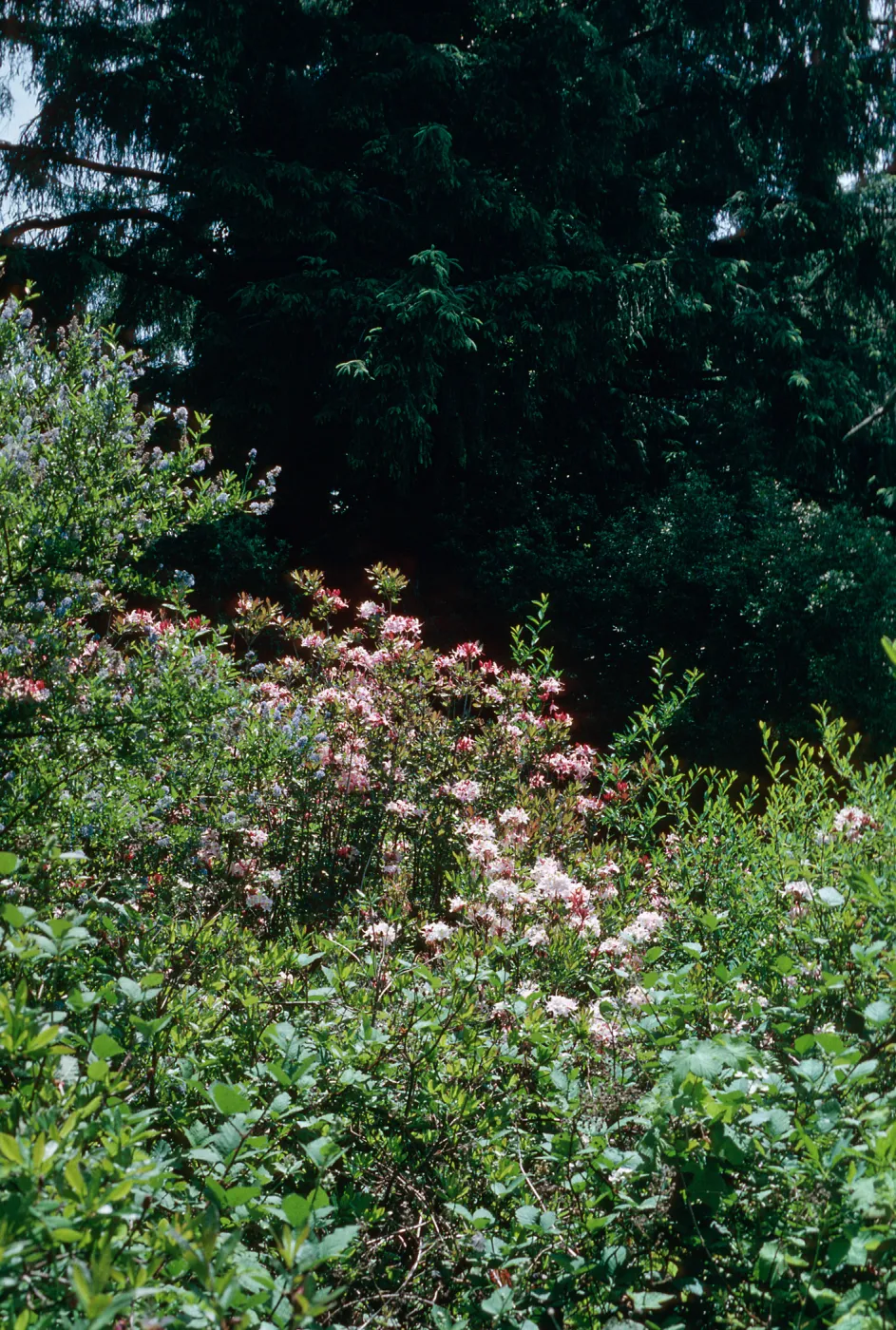 Rhododendron, Azalea State Reserve, Humboldt Bay