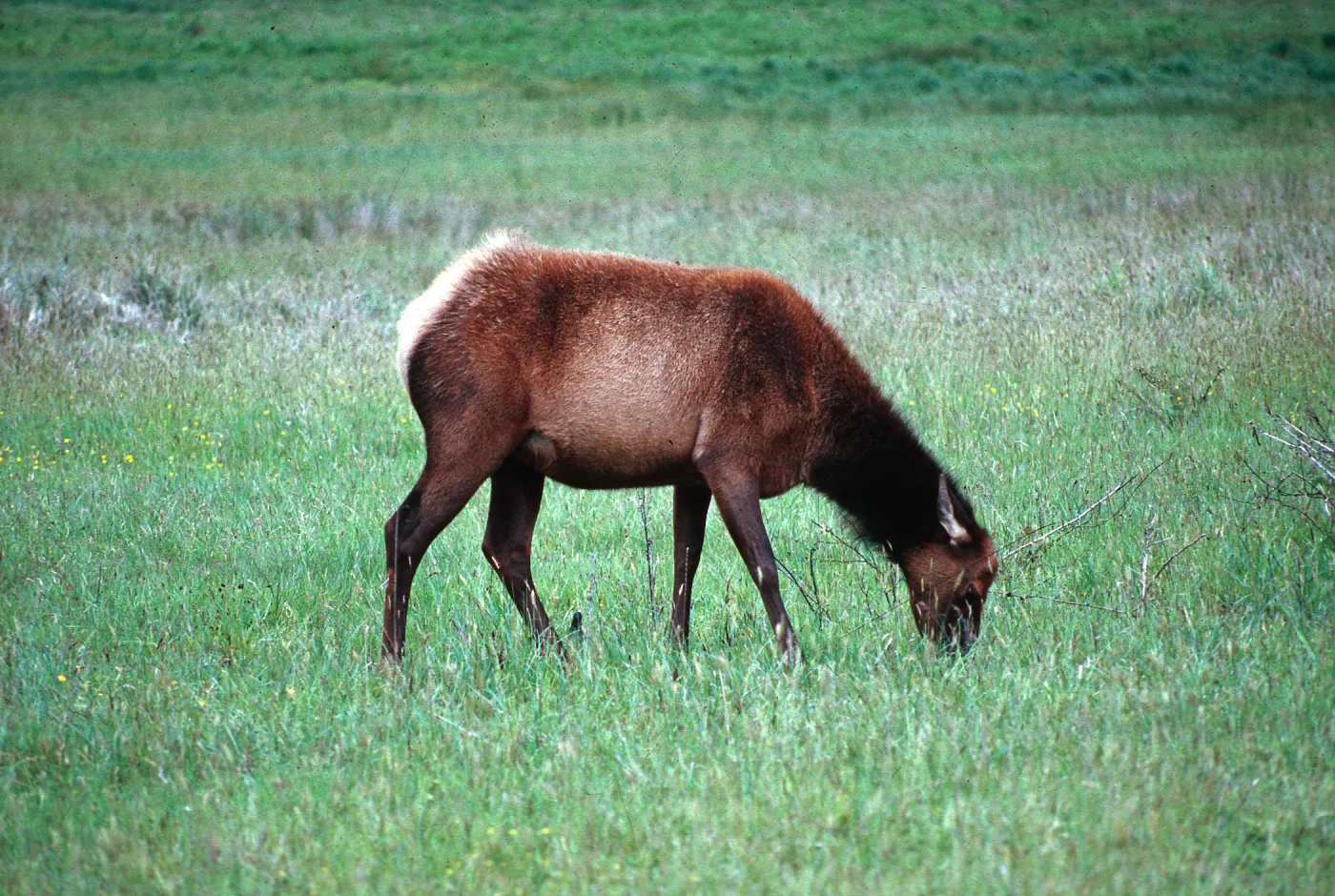 elk, Prairie Creek Redwoods