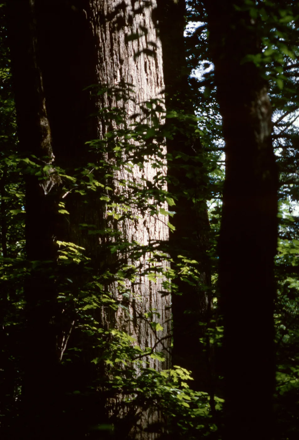 Sequoia (Coast Redwood), Redwood forest, Humboldt State Park