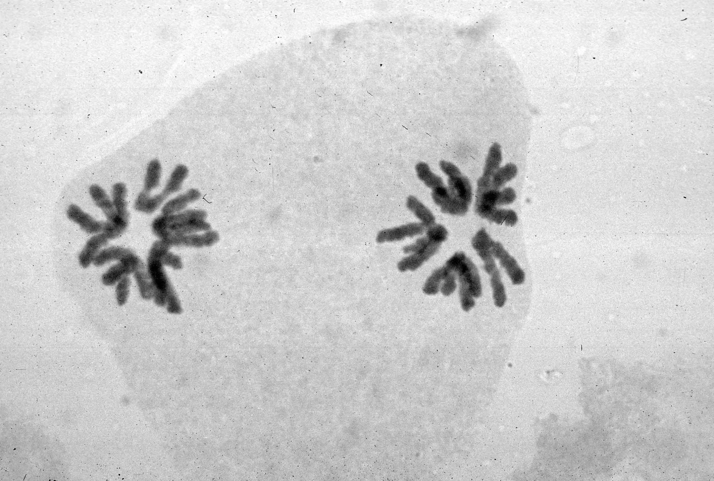 slides of meiosis in Paeonia, Paeonia californica, 1A (?), (normal)