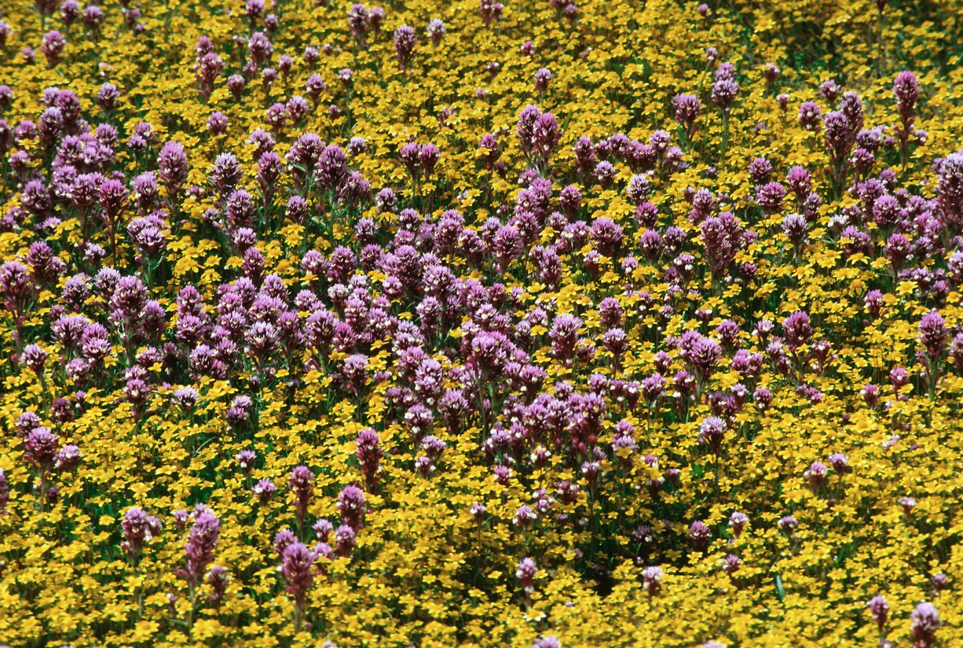 Castilleja & Lasthenia, Carrizo Plain