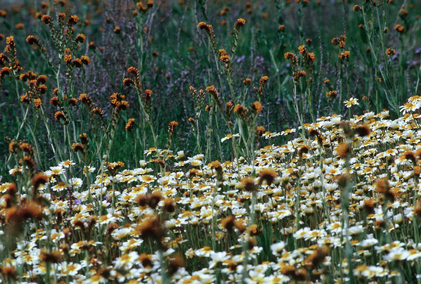 Layia (tidy tips) , Amsinckia (fiddleneck), Carrizo Plain