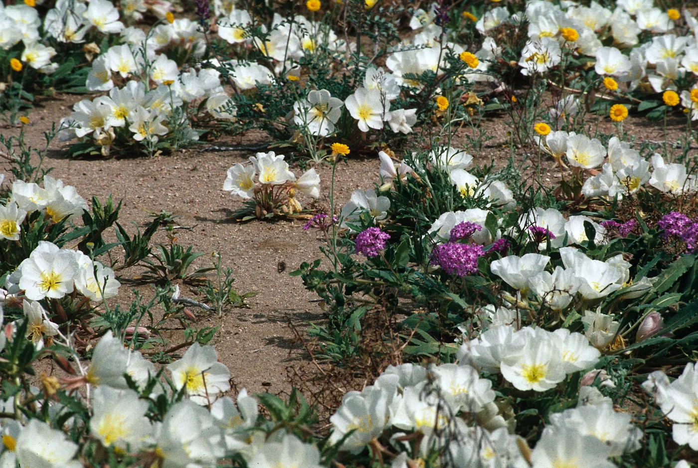 Oenothera, Abronia, Baileya, Johnson Valley