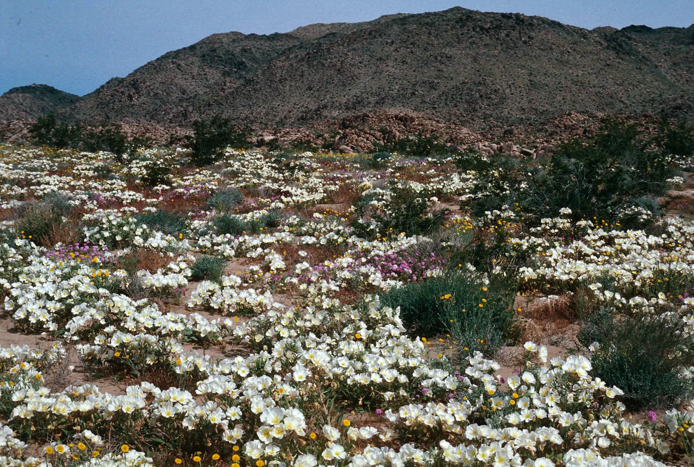 Oenothera, Johnson Valley