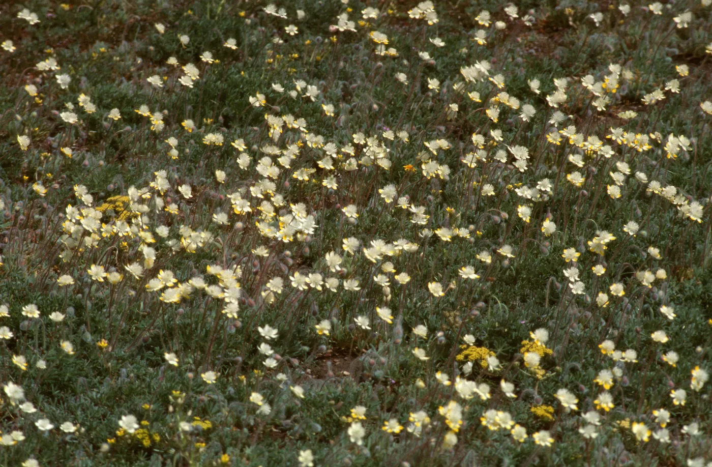 Geraea canescens, near Amboy