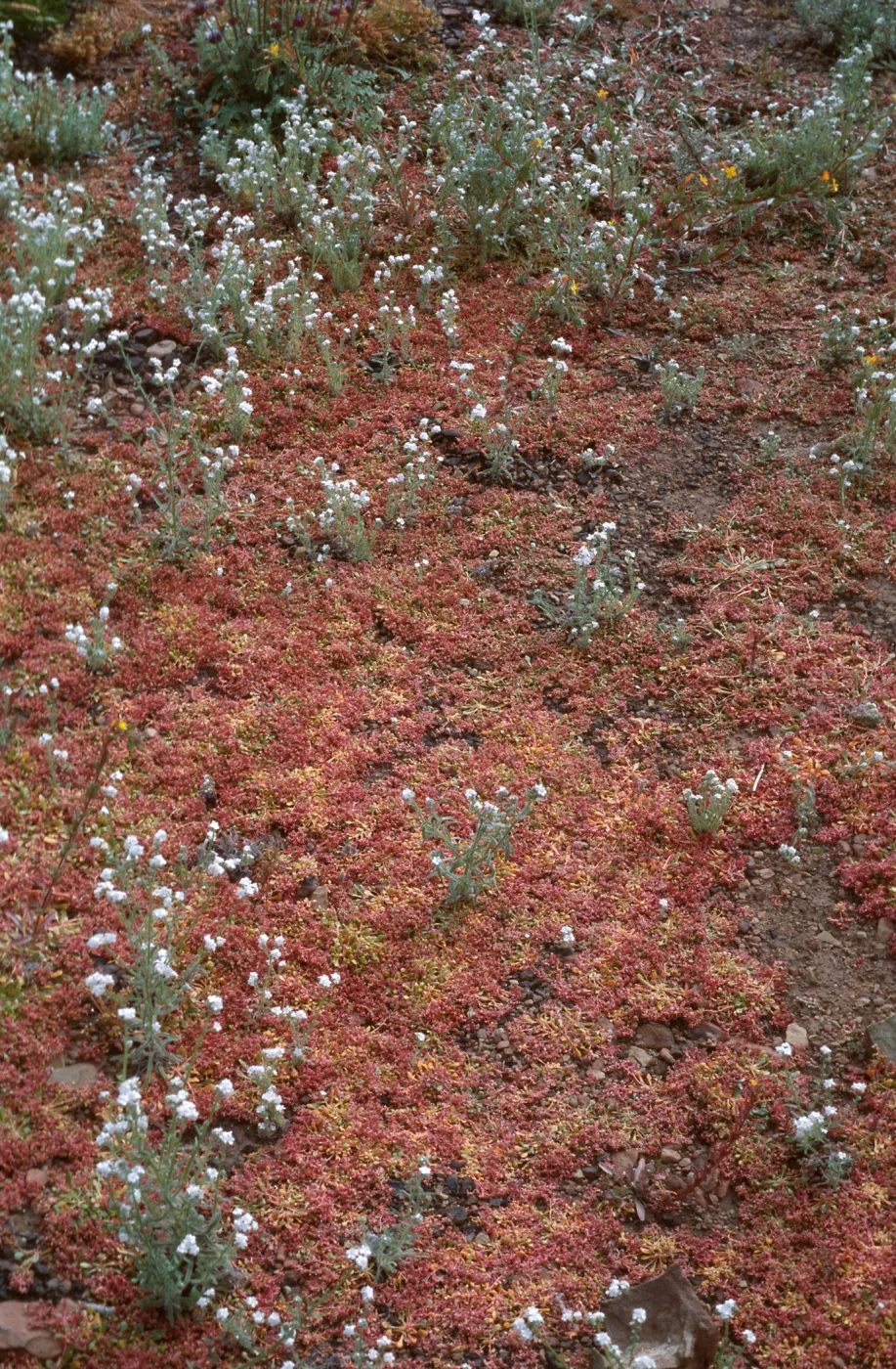 Geraea canescens, Argus Mountains