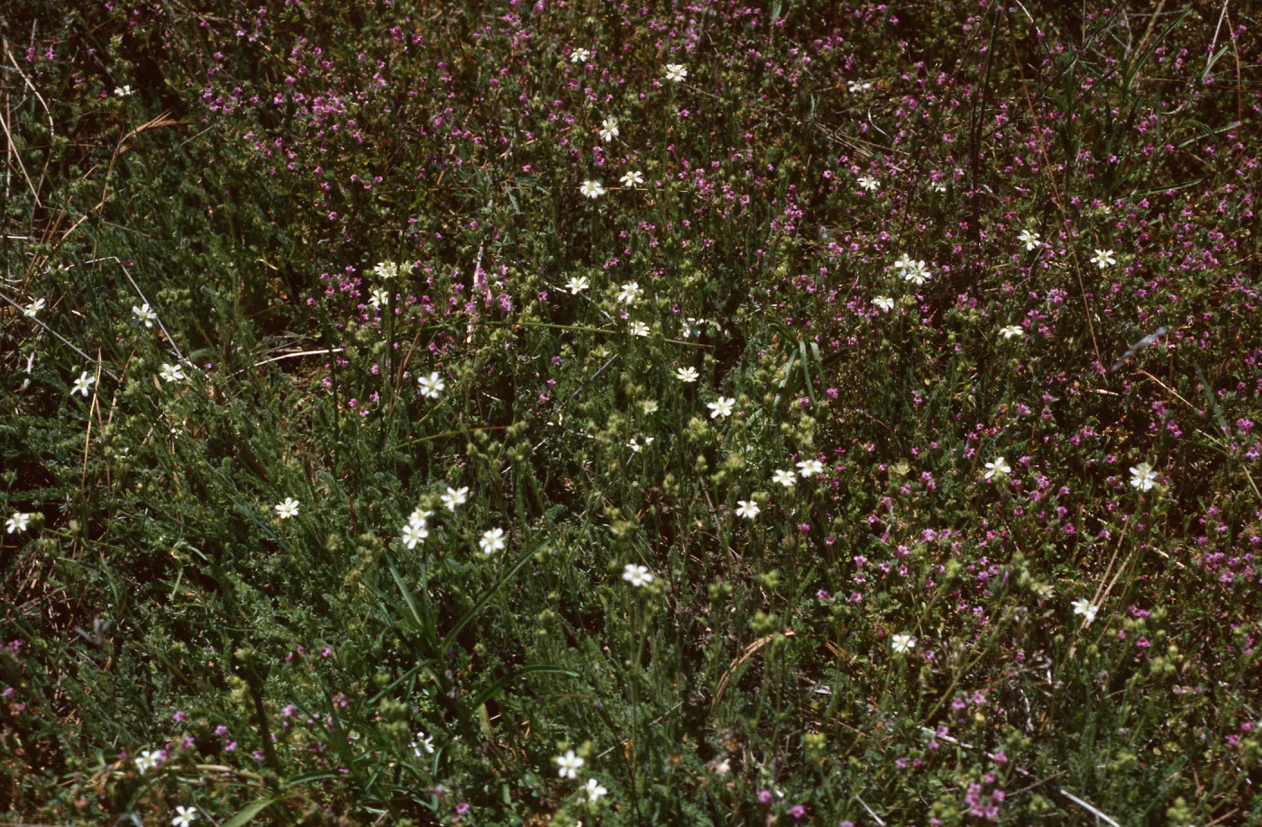 Ceanothus (California Lilac) - Amsinckia display, Ballinger Canyon