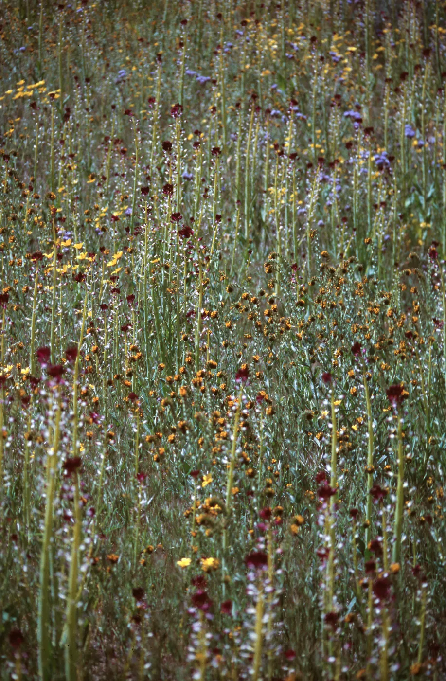 Hortelea yodanii, Pogogyne clareana, Ft. Hunter Liggett