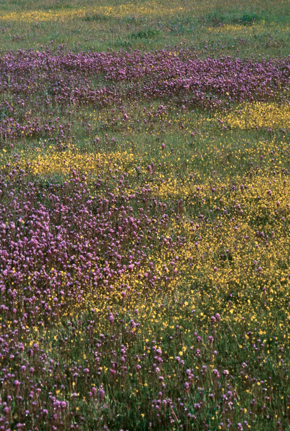 Lasthenia, Castilleja, Hunter Liggett, April, 1996