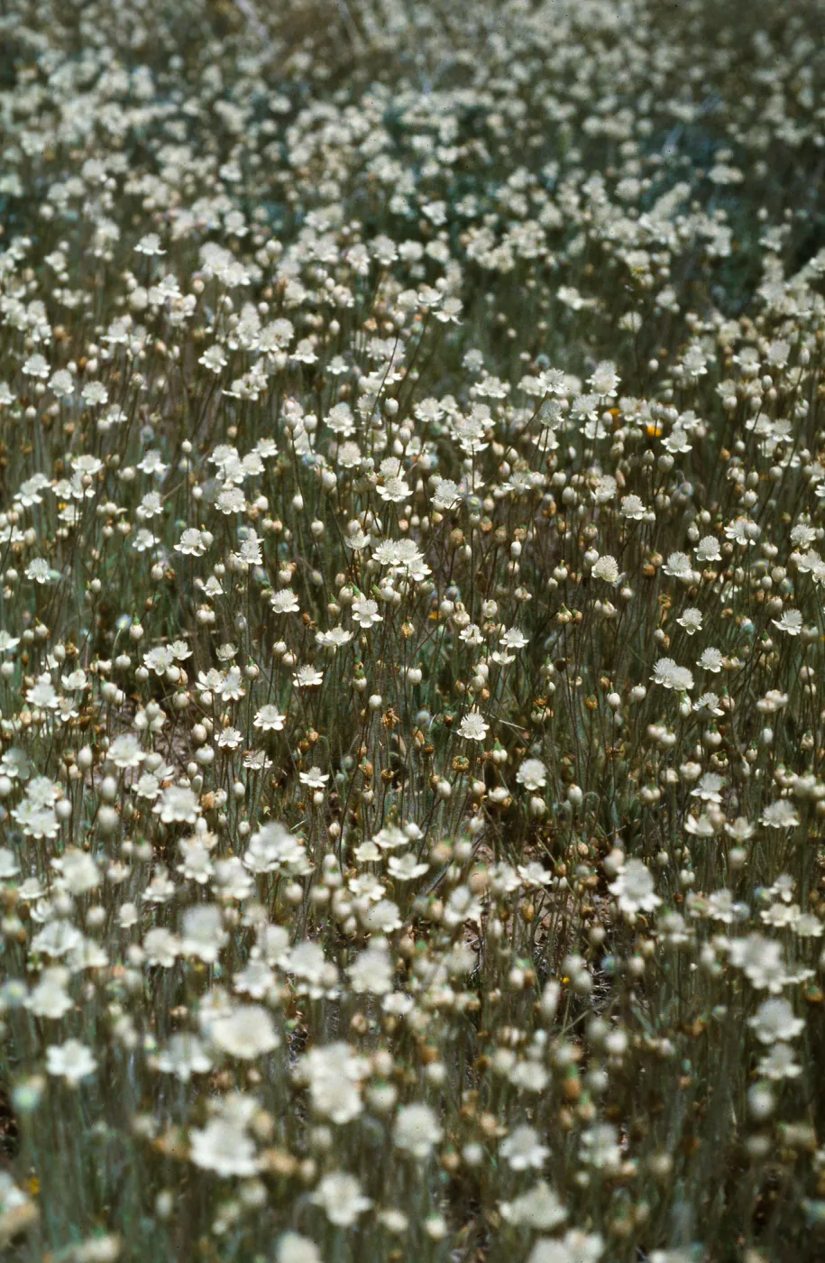 Platystemon californicus, Lockwood Valley