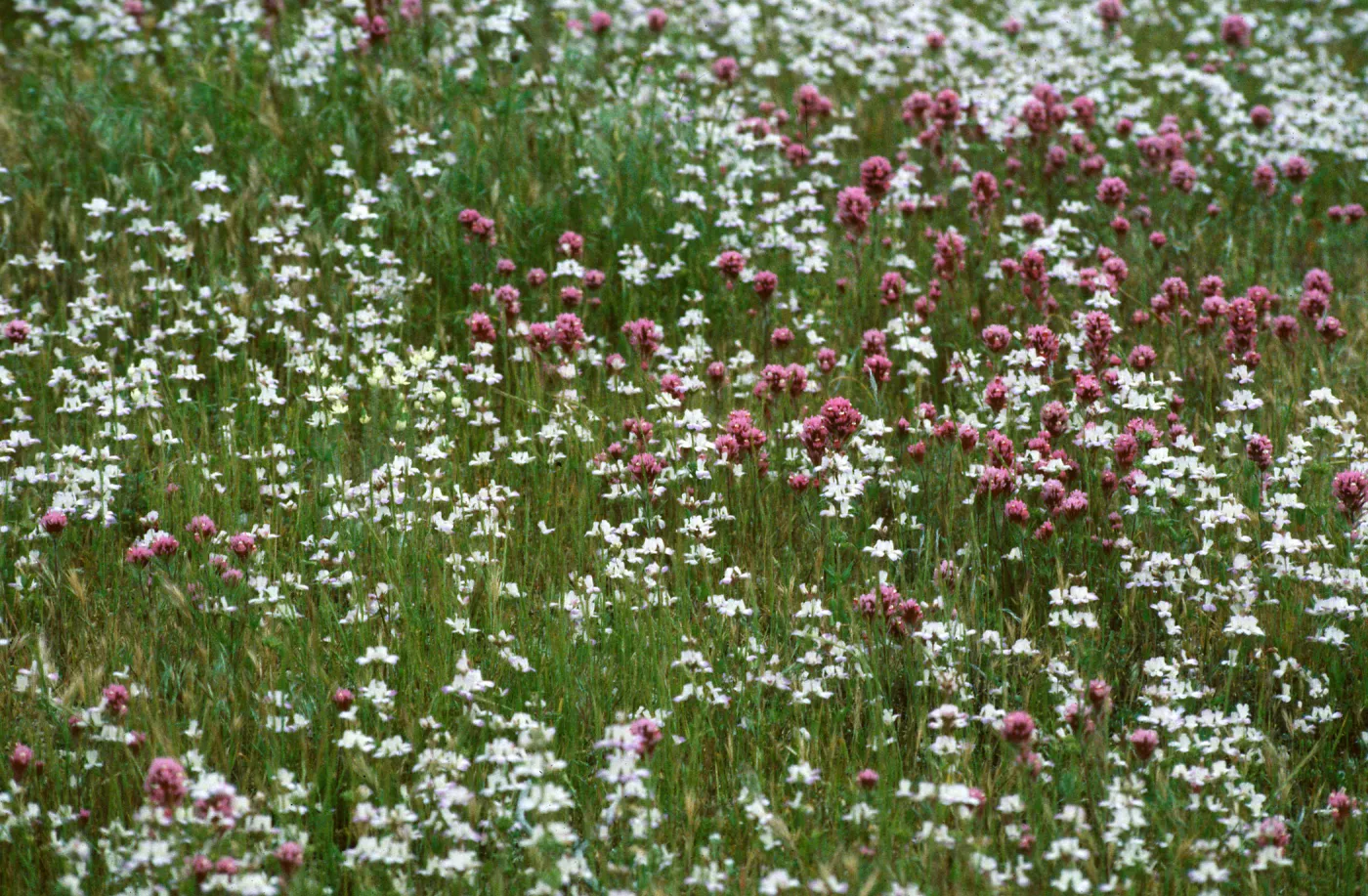 Collinsia + Orthocarpus, Klipstein Canyon, San Emigido Range