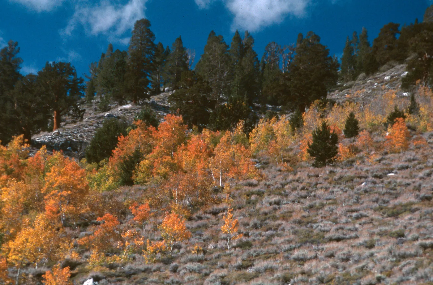 Populus tremuloides, Rock Creek, October, 2003