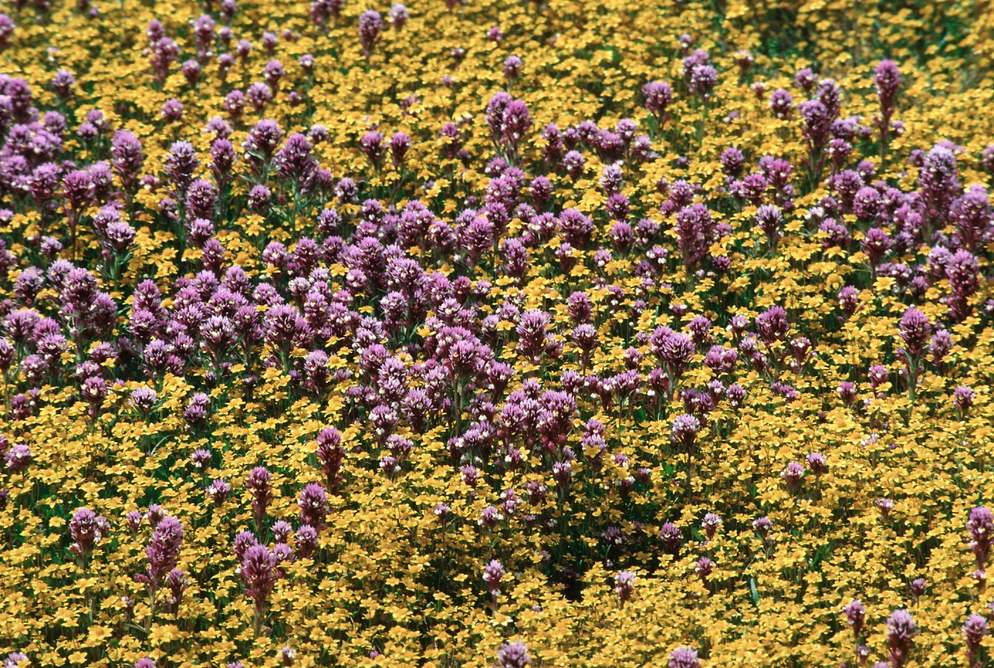 Castilleja + Lasthenia, Carrizo Plain