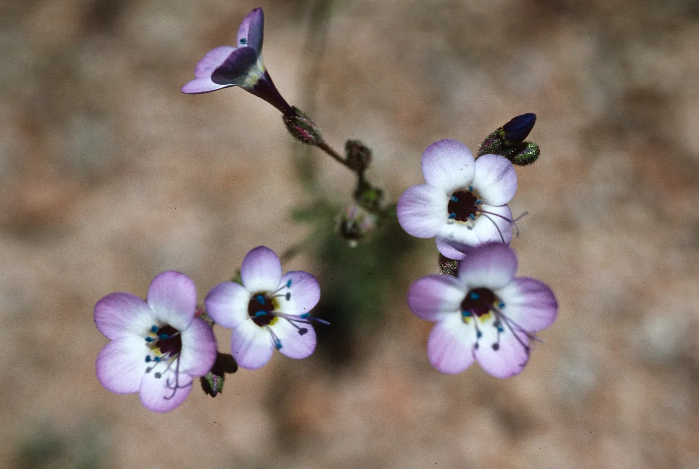 Gilia latiflora, Jawbone Canyon
