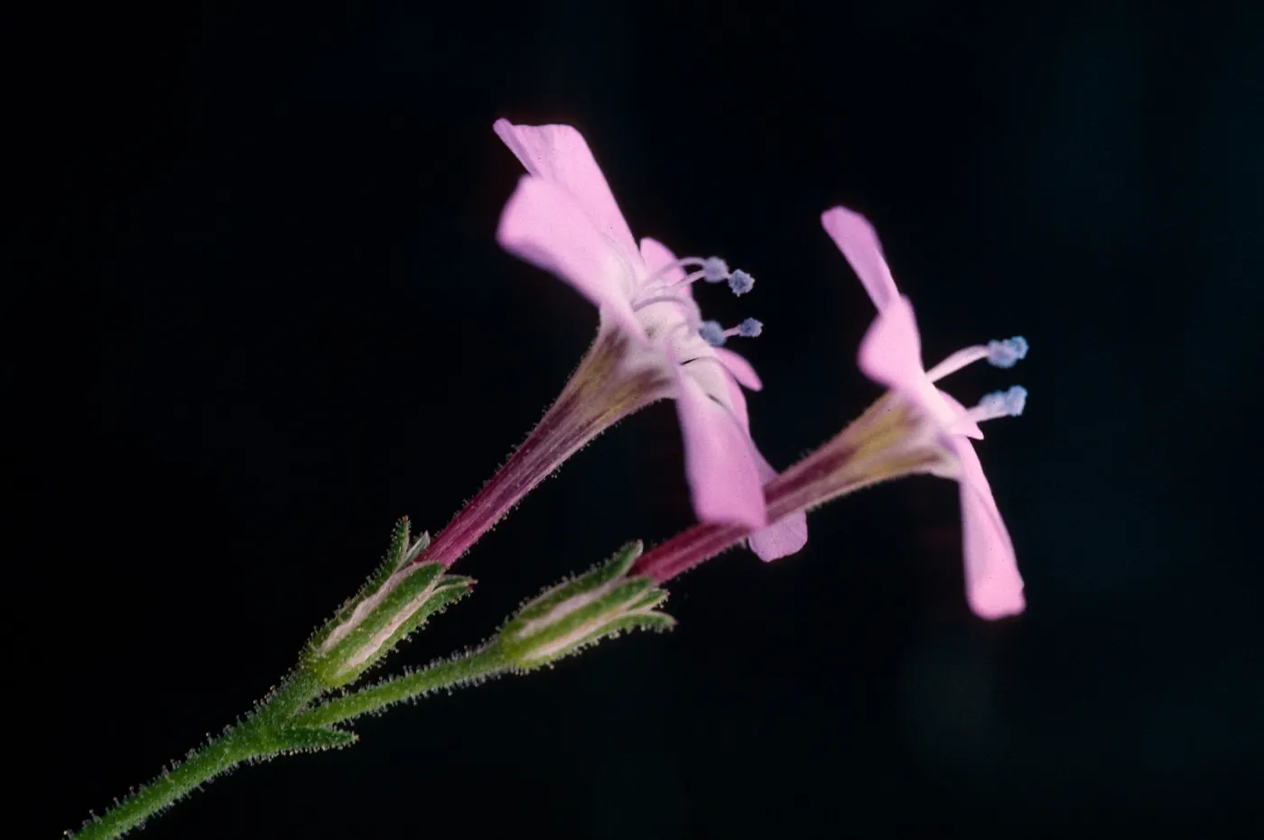 Gilia tenuiflora hoffmannii, Skunk Point, Santa Rosa Island