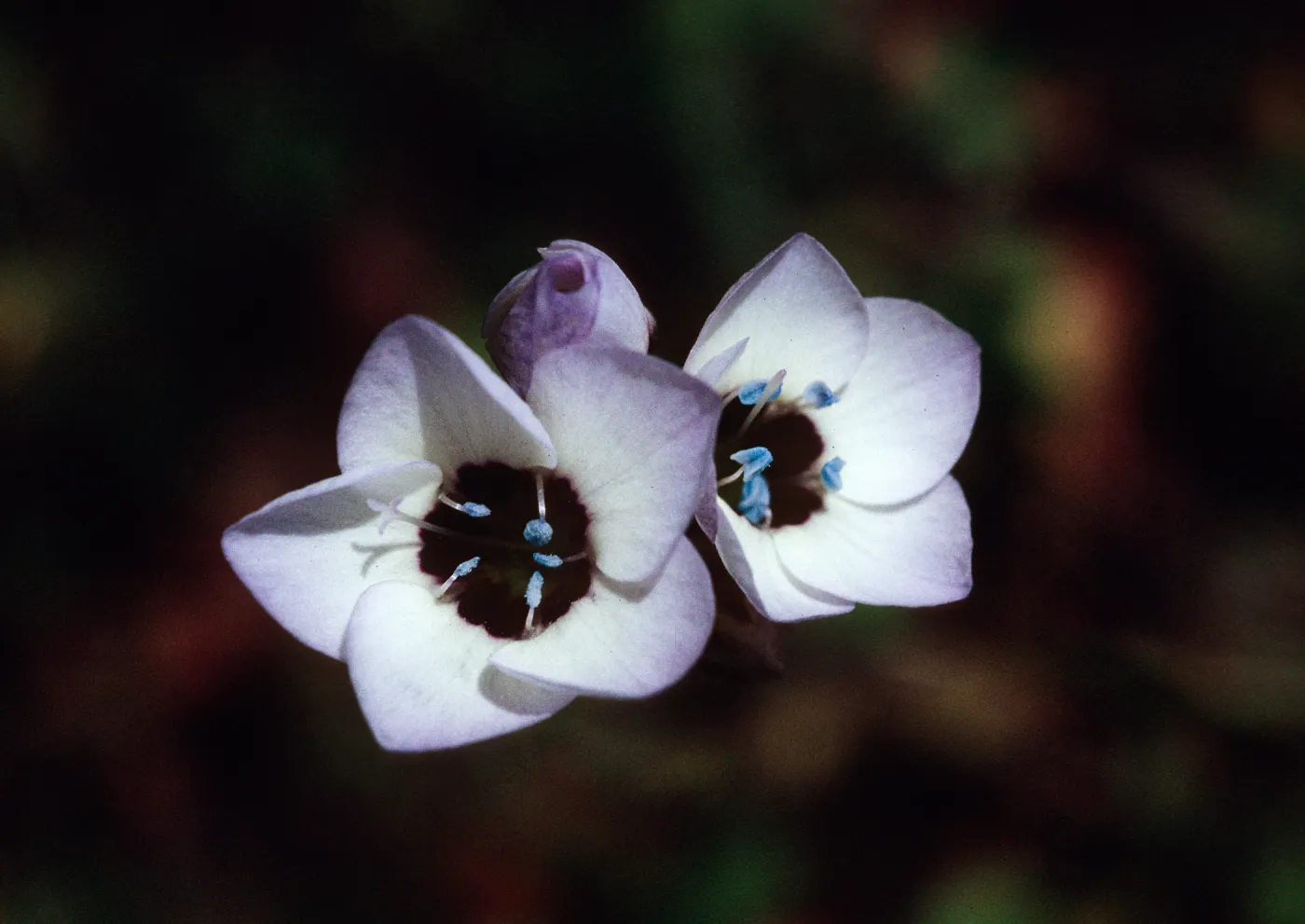 Gilia tricolor, Mt. Hanilton