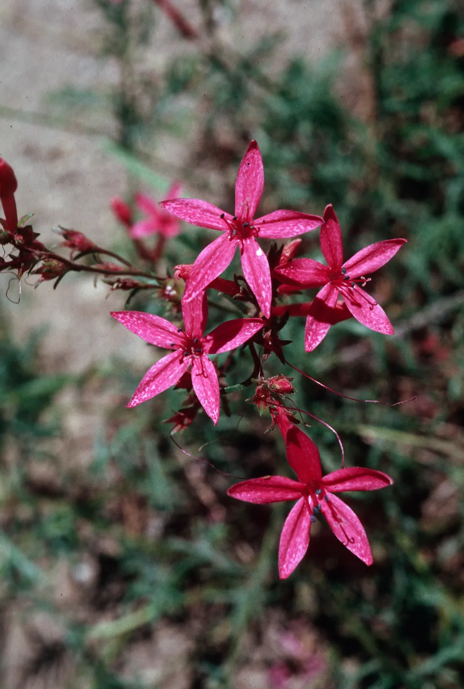 Ipomopsis aggregata bridgesii, Yosemite