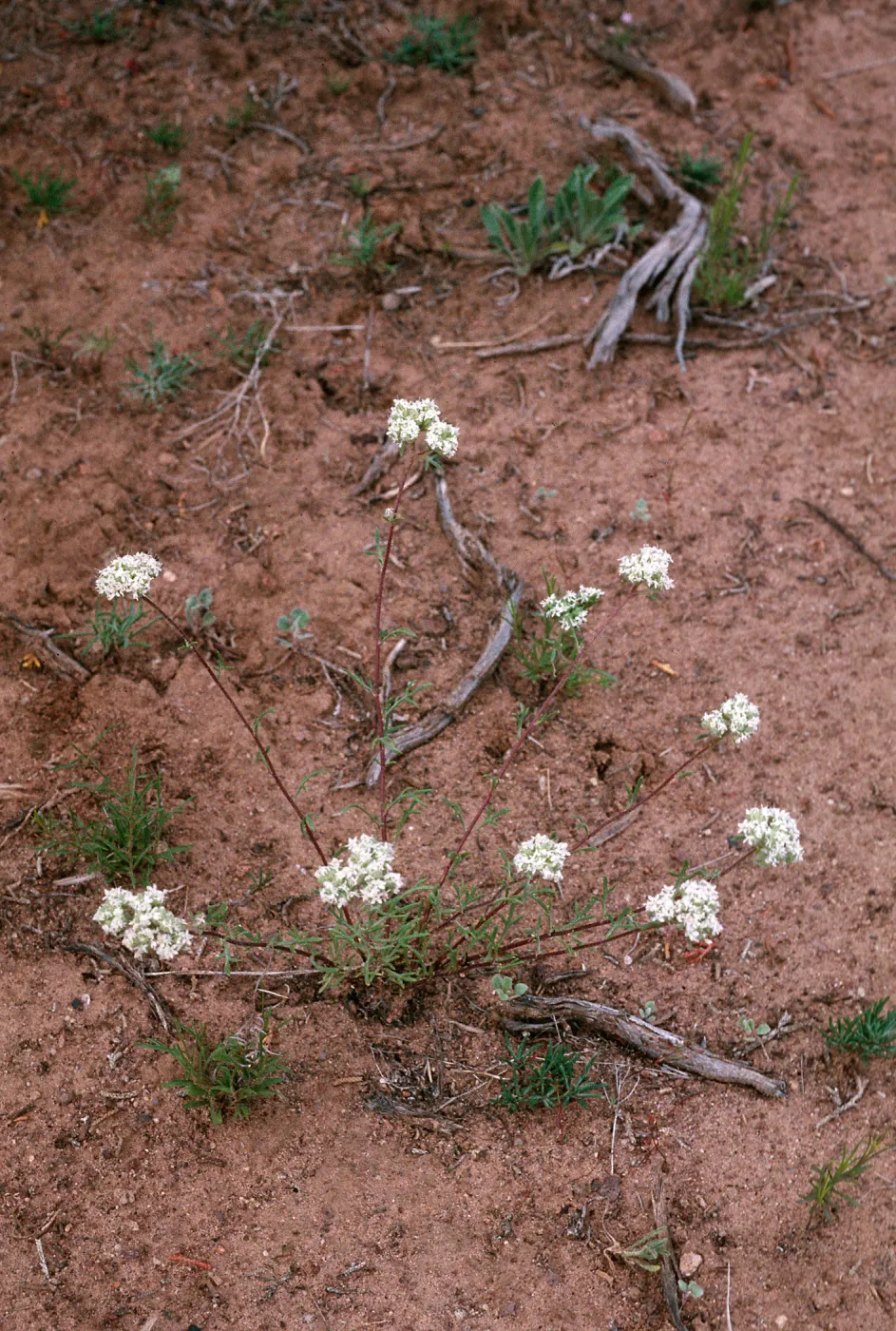 Ipomopsis congesta, Sacramento Pass, White Pine County, Nevada