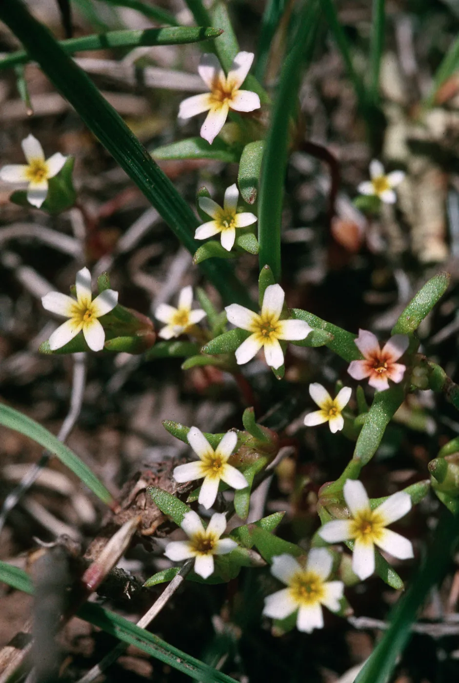 Gymnosteris parvuta, road to Bodie