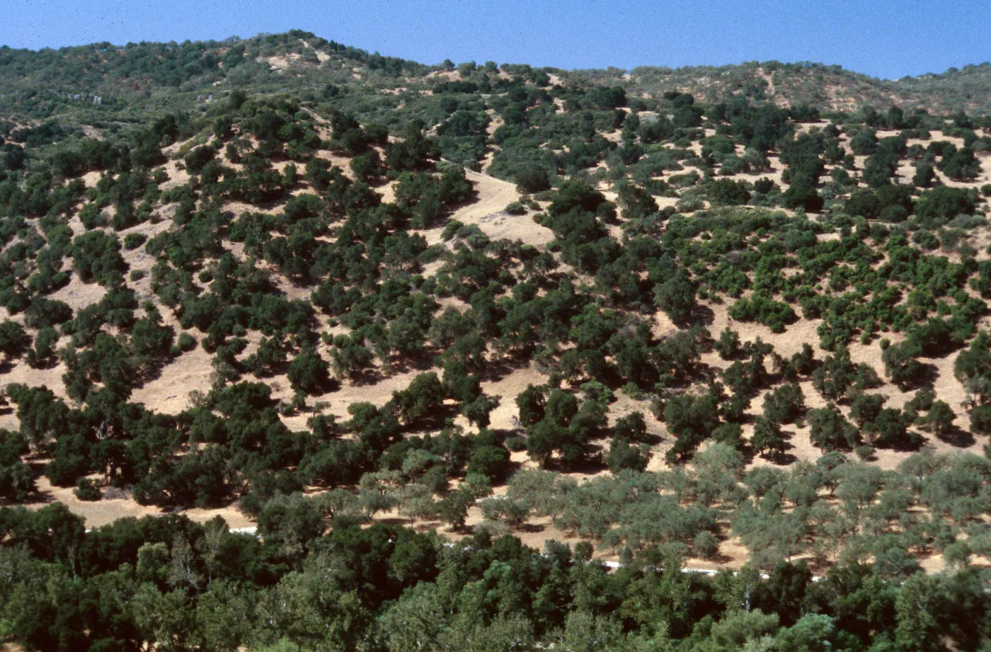 Oak Woodland, Nacimiento River, Camp Roberts