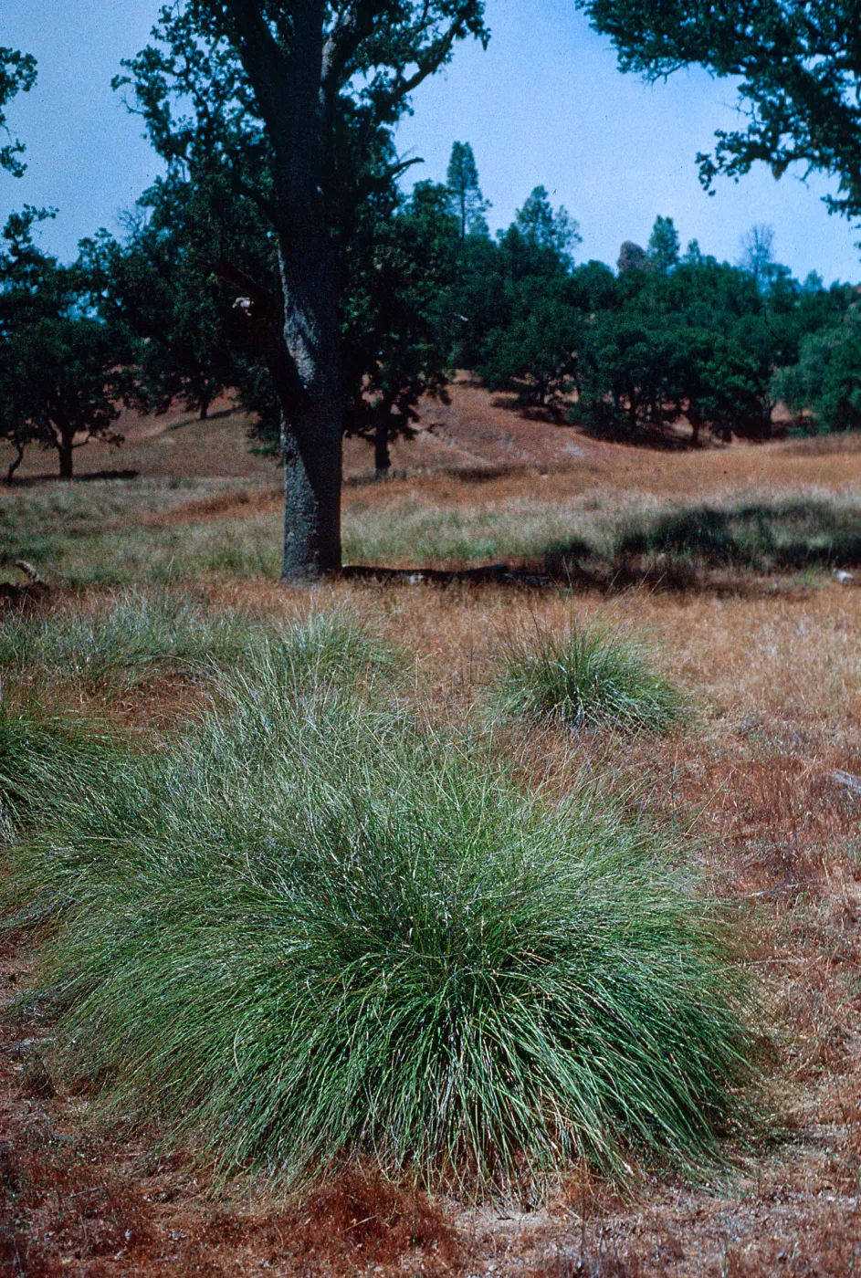 Muhlenbergia rigens, Ft. Hunter Liggett