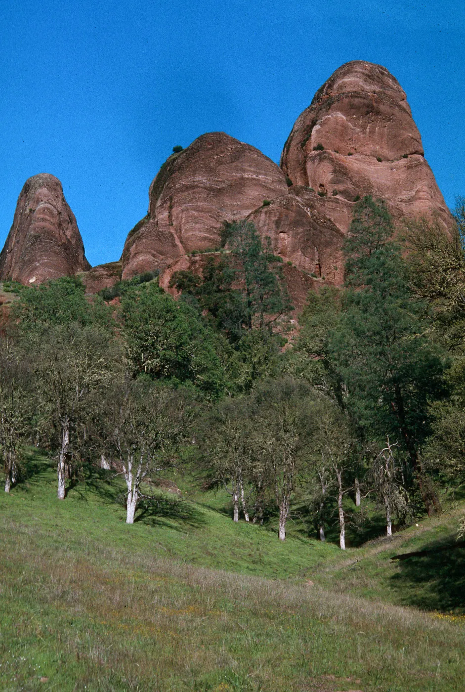 Palisades, Hunter-Liggett, April, 1996