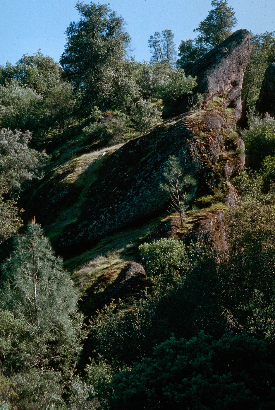 Palisades, Hunter-Liggett, April, 1996