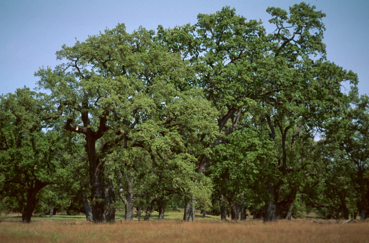 Big Oak Park, Ft. Hunter-Liggett