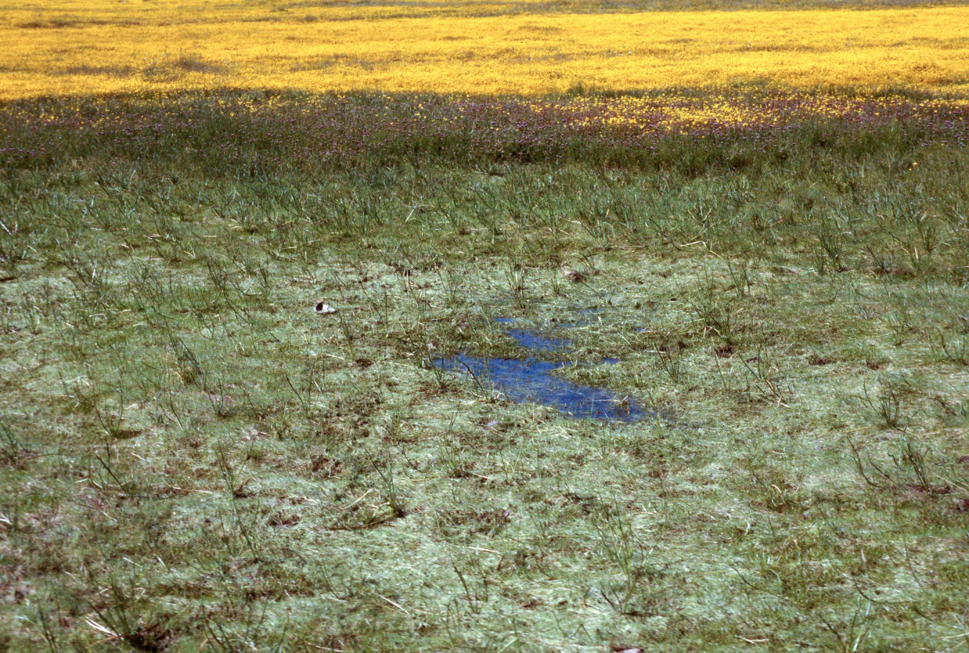 vernal pool, Hunter-Liggett, April, 1996